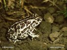 Mongolian Toad, Siberian Toad